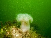 Plumose anemone